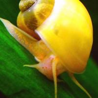 Ampullarie gold
