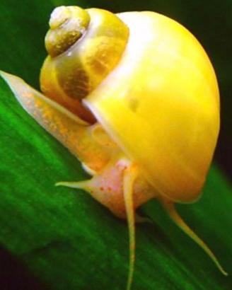 Ampullarie gold