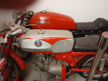 Benelli corsa ZANZANI