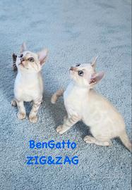 Bengala Snow Silver
