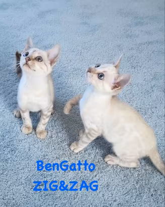 Bengala Snow Silver