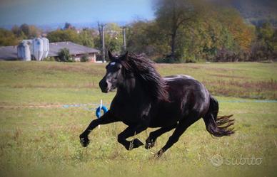 Femmina merens del 2019 montata e attaccata