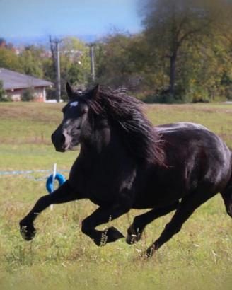 Femmina merens del 2019 montata e attaccata