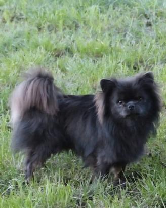 Chihuahua maschio pelo lungo