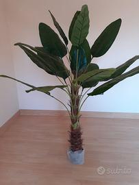 Pianta palma tropicale tipo banano artificiale