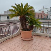 Cycas grandi in vaso