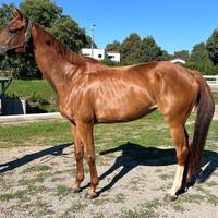 Cavalla Anglo Araba