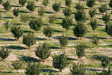Nocciole e Residenze
