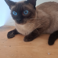 Siamese Thay femmina