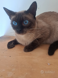 Siamese Thay femmina