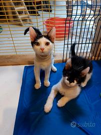 Gattini bianchi e neri