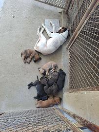 Cuccioli di segugio maremmano