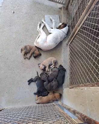 Cuccioli di segugio maremmano