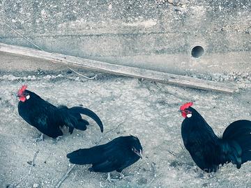 Olandesi nane galline nane gallinelle
