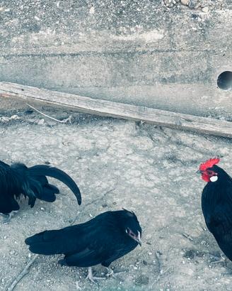 Olandesi nane galline nane gallinelle