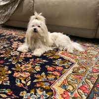 Disponibile per accoppiamento maltese con pedigree