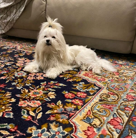 Disponibile per accoppiamento maltese con pedigree