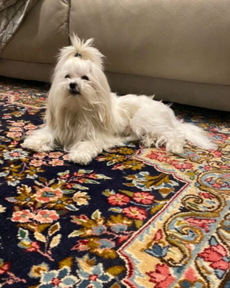 Disponibile per accoppiamento maltese con pedigree