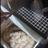 Riproduttori nuova Zelanda