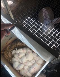 Riproduttori nuova Zelanda