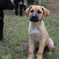 Cuccioli mix Cane Corso e Abruzzese