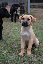 Cuccioli mix Cane Corso e Abruzzese