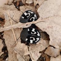 Therea olegrandjeani, blatta punto interrogativo