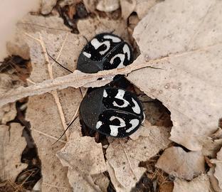 Therea olegrandjeani, blatta punto interrogativo