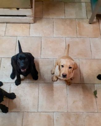 Disponibili cuccioli di labrador