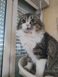 Gattino siberiano