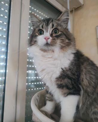 Gattino siberiano