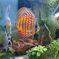 Discus