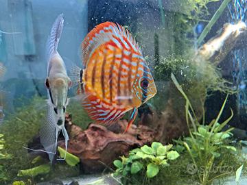 Discus
