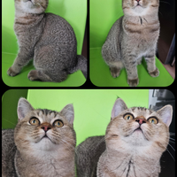 British Shorthair F da riproduzione pedigree itali