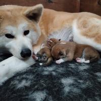 Cuccioli di AKITA disponibili