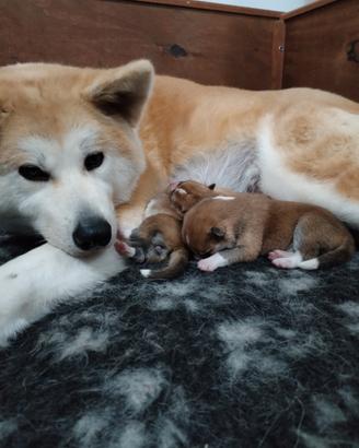 Cuccioli di AKITA disponibili