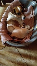 Jack Russel cucciole