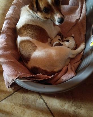 Jack Russel cucciole
