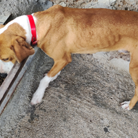 Segugio maremmano per cinghiale