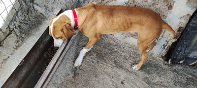 Segugio maremmano per cinghiale