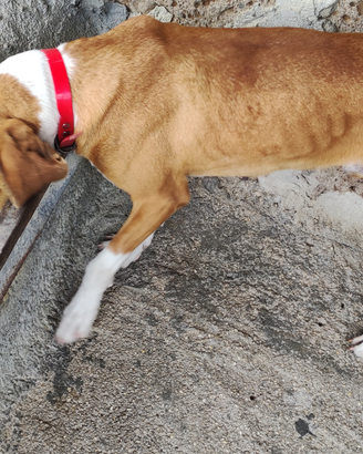 Segugio maremmano per cinghiale