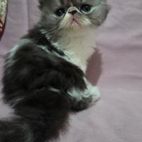 Cucciolo persiano ipertipico maschio