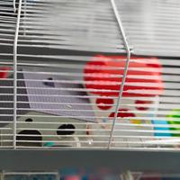 Gabbia per piccoli roditori 