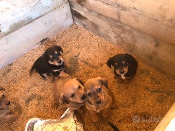 Cagnolini incrocio