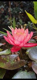 Ninfea Wanvisa Pianta acquatica