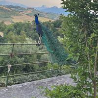 Coppie di pavoni