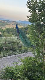 Coppie di pavoni