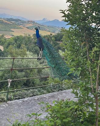 Maschio di pavoni