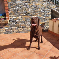 Labrador adulta cioccolato sterilizzata