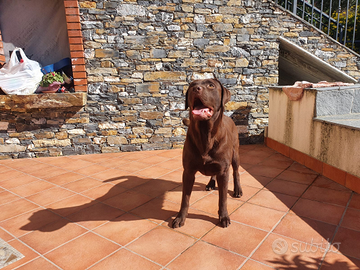 Labrador adulta cioccolato sterilizzata